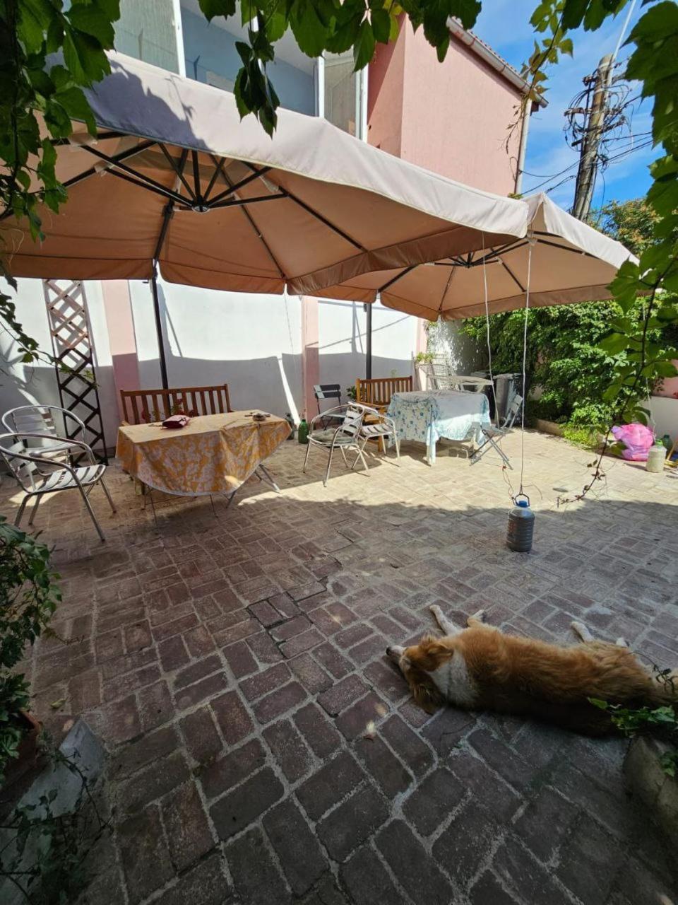 Vila Flavia B&B 콘스탄차 외부 사진